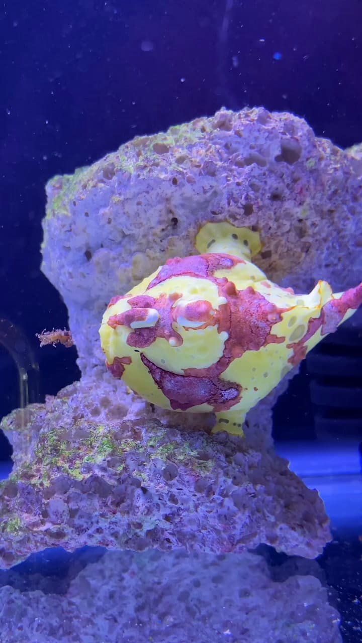 La creadora muestra en detalle la vida marina