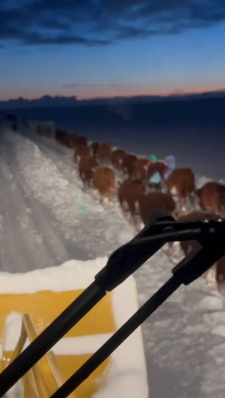 Video Del Ganado Sobre La Nieve