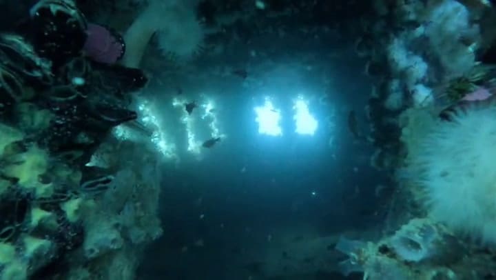 Bucear en barcos hundidos a 40 metros de profundidad (Gentileza Opus Buceo)