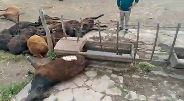 Murieron 155 vaquillonas por falta de agua en un campo de 17 de Agosto