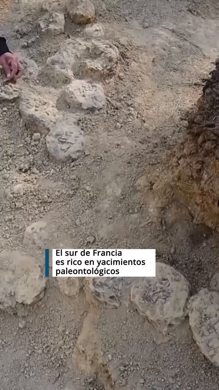 Hallan huevos de dinosaurios en Francia con origen en la Patagonia argentina