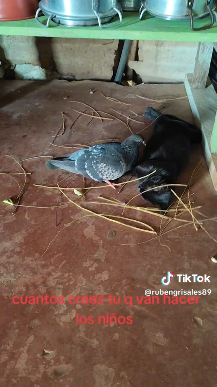La paloma le construyó un nido para su amiga, la gata embarazada