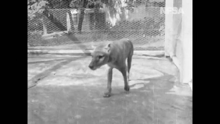 Hallan una filmación de 1935 que muestra al último tigre de Tasmania vivo - Fuente: @NFSAonline