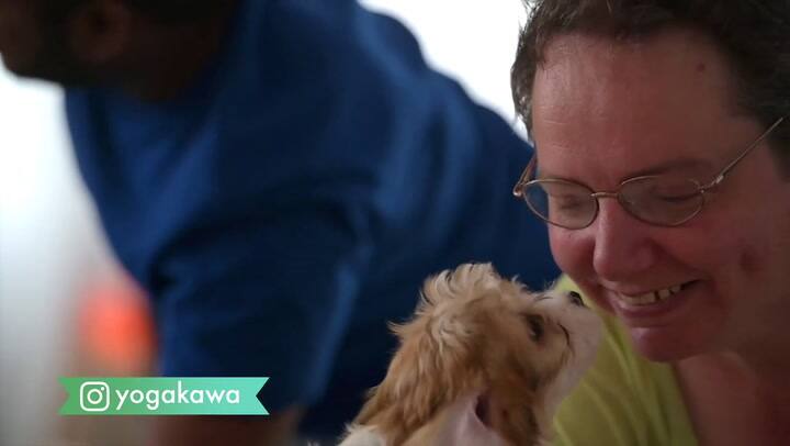 El puppy yoga. Ahora el saludo al sol se puede hacer rodeado de cachorros.