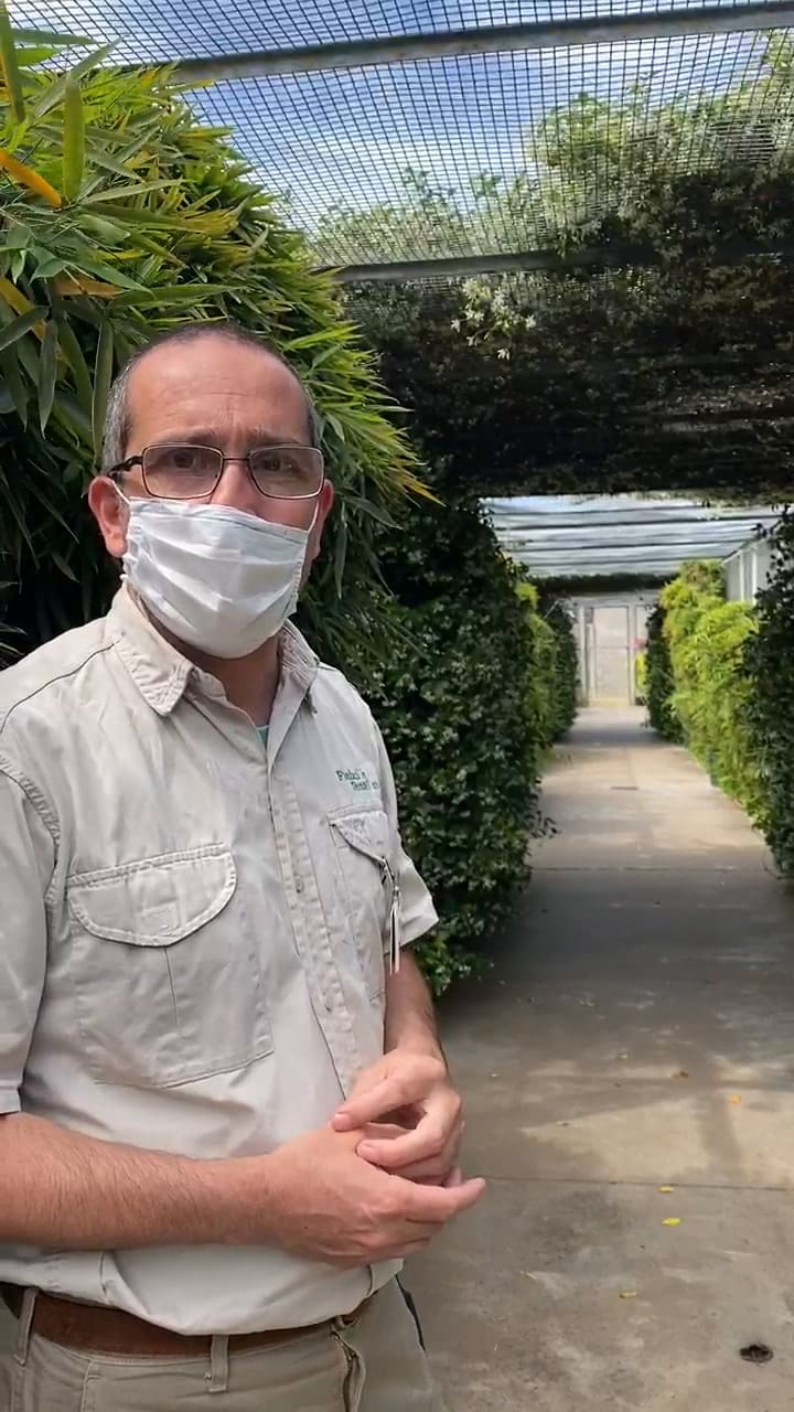 Seis parejas reproductoras de guacamayos en el Centro de Recuperación de Especies de Temaikén