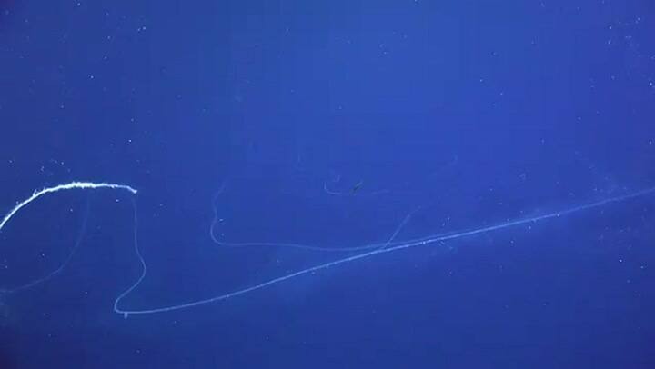 Filmaron en el fondo del mar el animal más largo jamás registrado