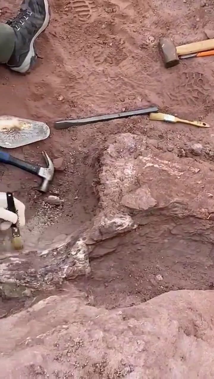 Neuquén: hallaron restos paleontológicos en el patio de un hogar