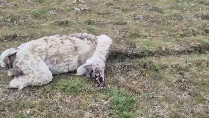 Llamas 02. CREDITO Rancho El Paraíso