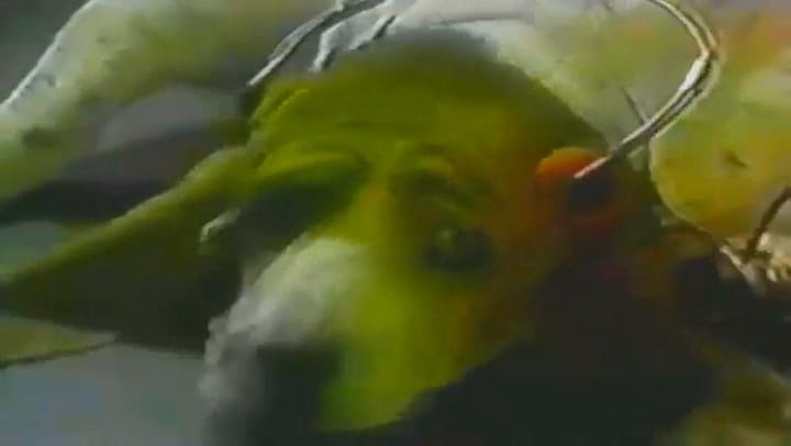 Pablito Ruiz | Mi Chica Ideal