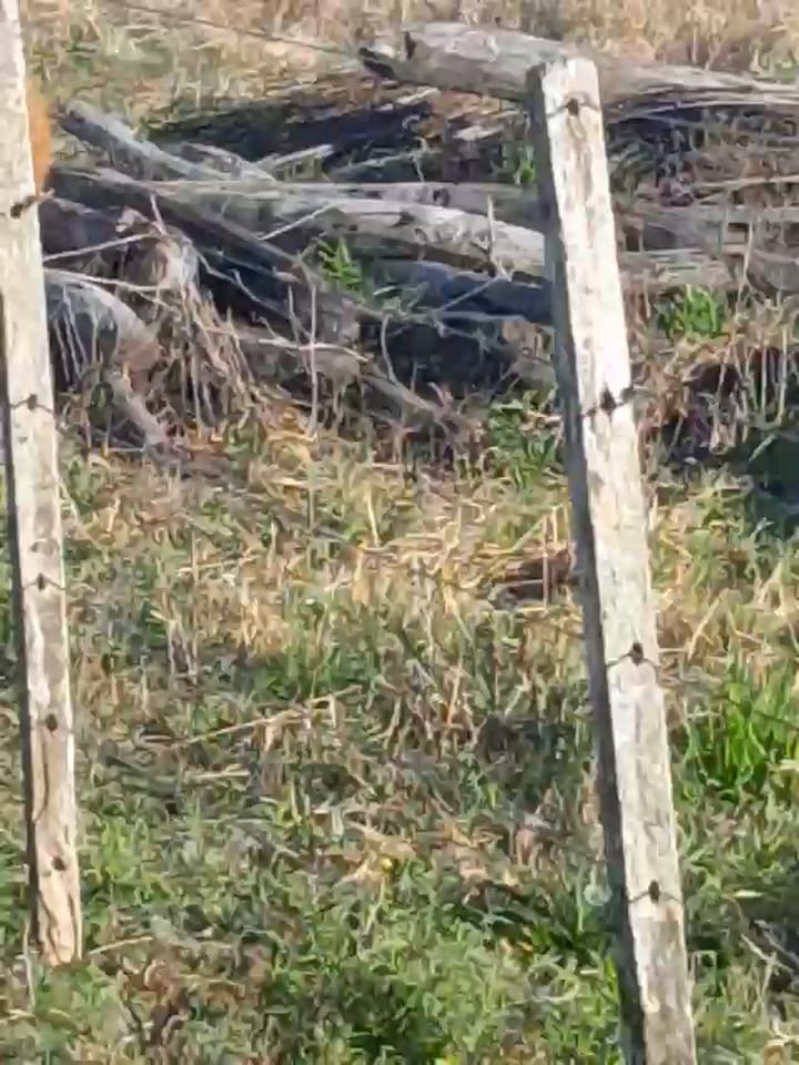 Una jauría de perros en el campo