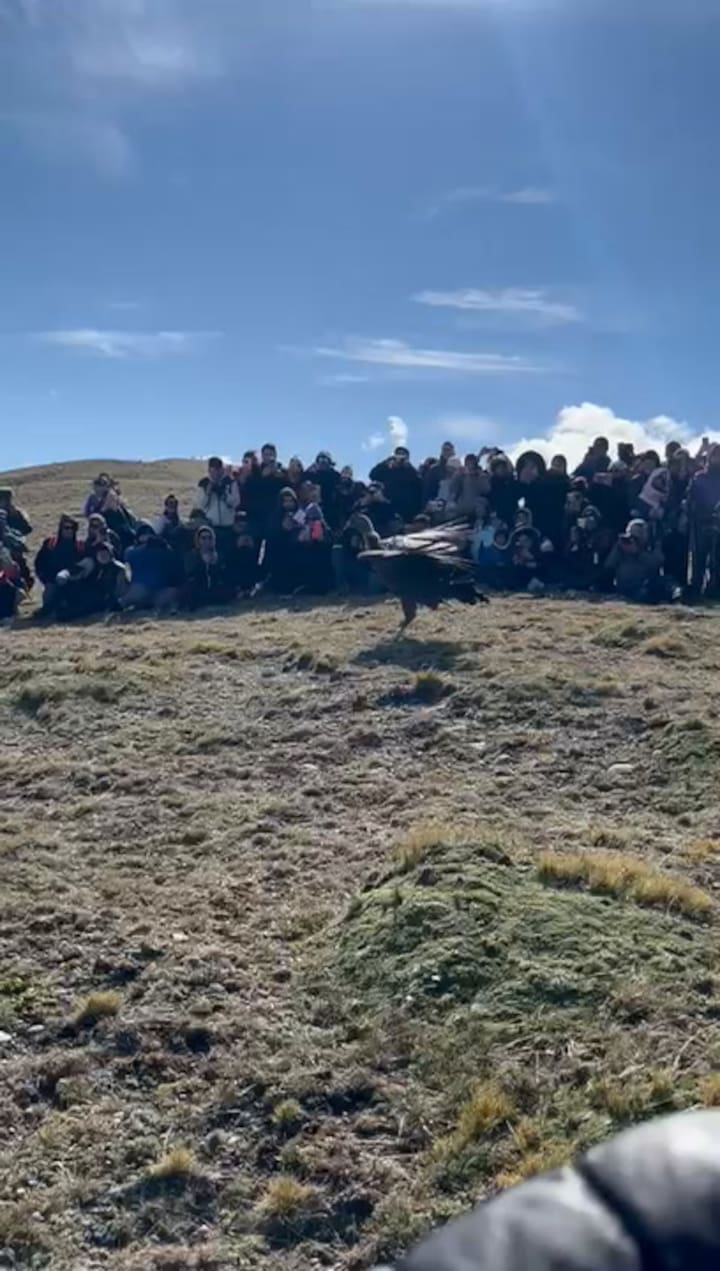 La liberación de un cóndor. Crédito: Alexis Alanis