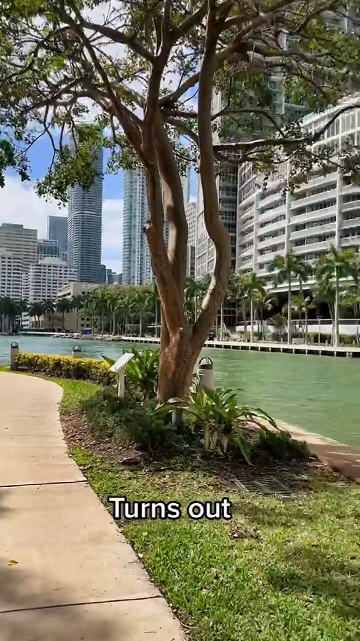 Una latina dijo que prefiere vivir en Miami que en Nueva York porque 'se siente más feliz'