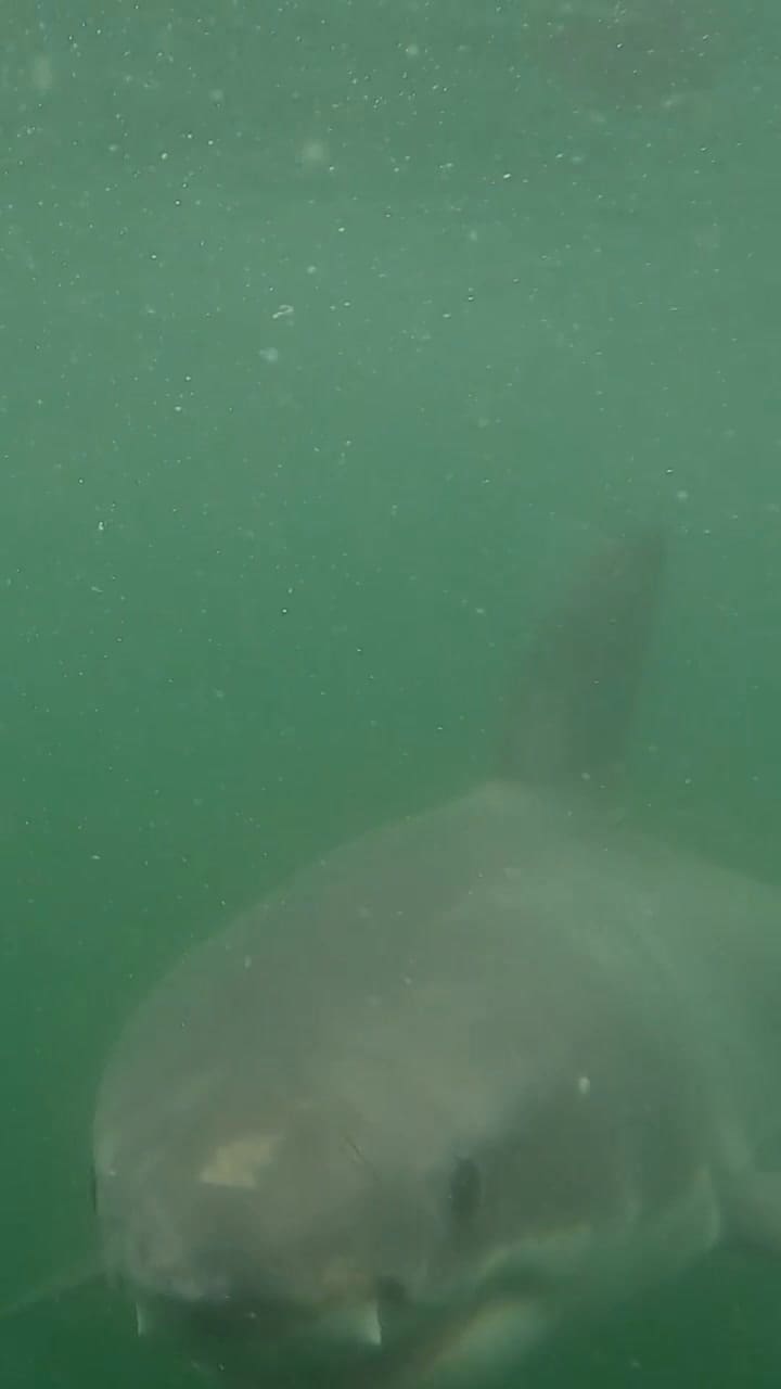 Un tiburón blanco se acerca a una cámara GoPro e intenta morderla