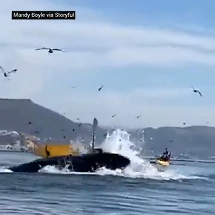Ballena 'se come' a dos mujeres en California