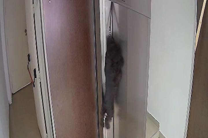 Un perro casi se asfixia en Villa Crespo