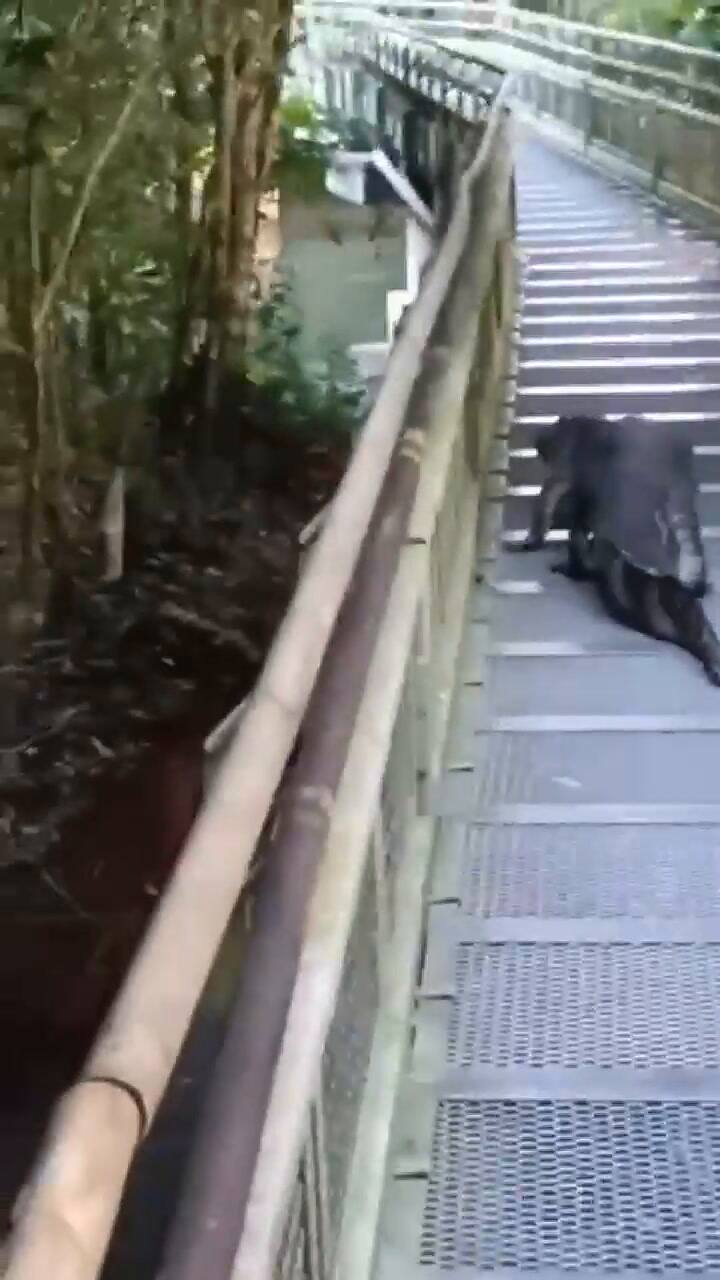 Un yacaré caminó por una de las pasarelas del Parque Nacional Iguazú y causó el temor de todos
