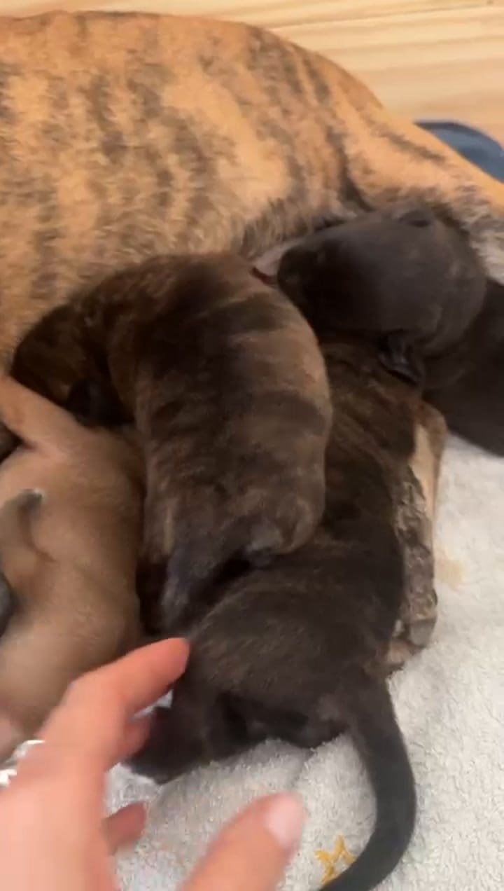 Dulcie, pregnant, was abandoned in a landfill