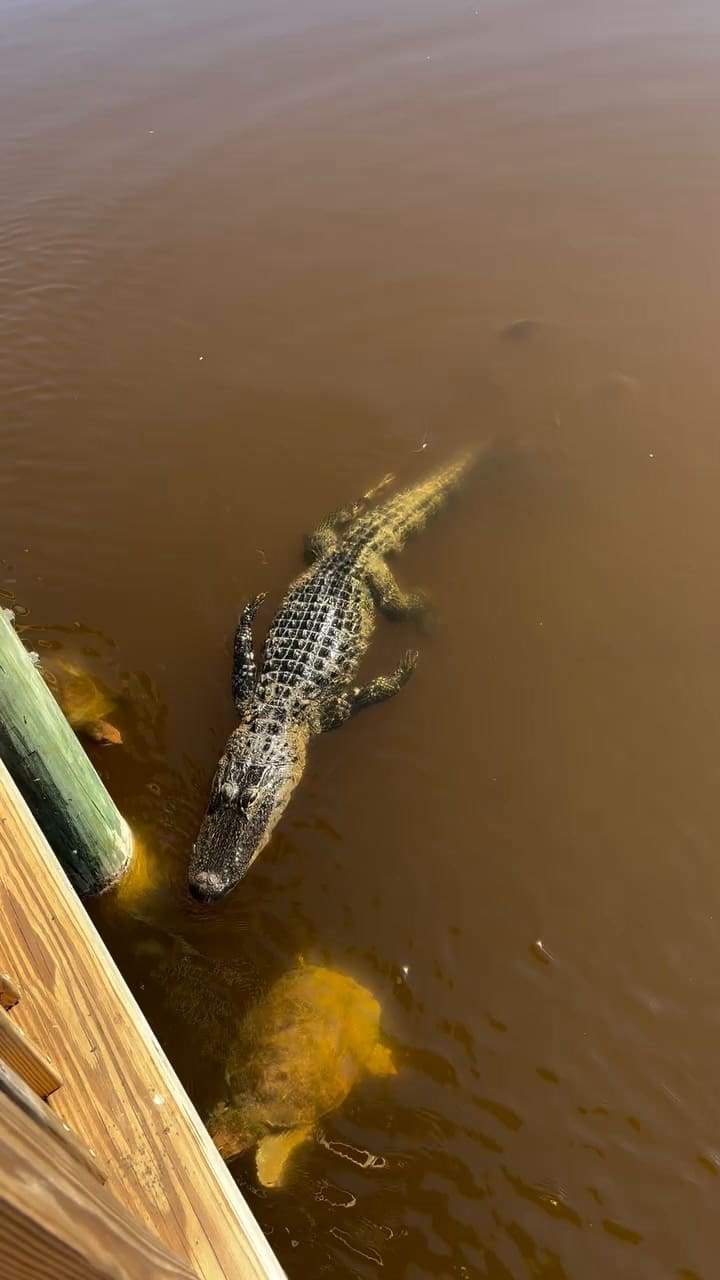 Hernández Descansando Con Su Pandilla
