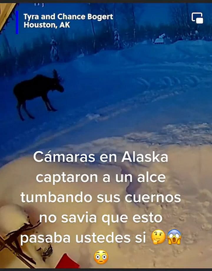 Un alce muda sus cuernos de forma sorpresiva en Alaska