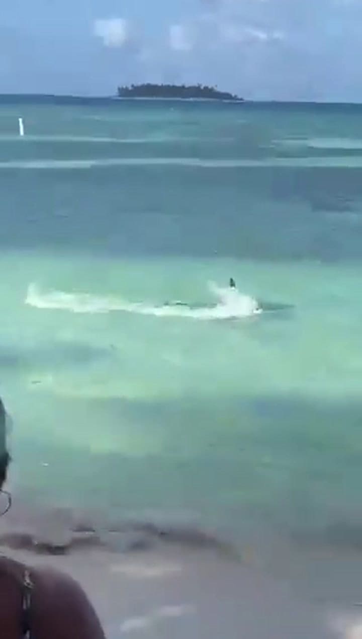 Tiburón se acerca a metros de la costa en Colombia