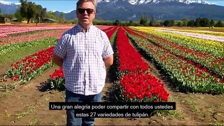 Tulipanes Trevelin Emprendimiento Productivo