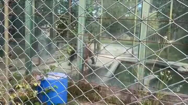 La osa Florencia espera el traslado en su hábitat de Luján