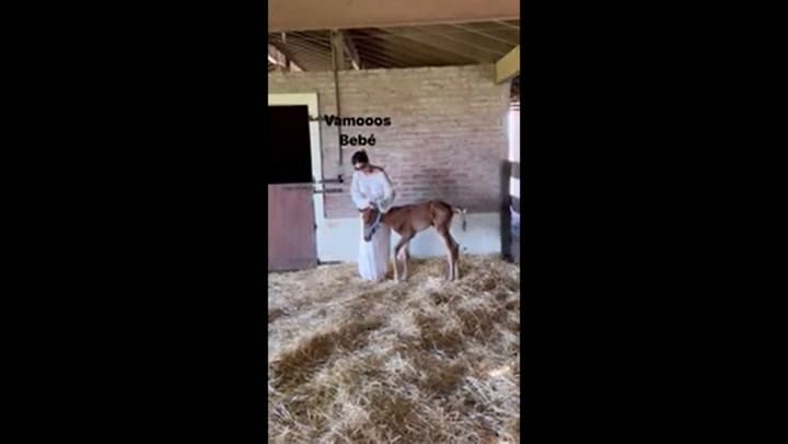 Así fueron los primeros días del potrillo que adoptó Barby Franco