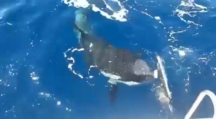 Las temibles orcas del estrecho de Gibraltar