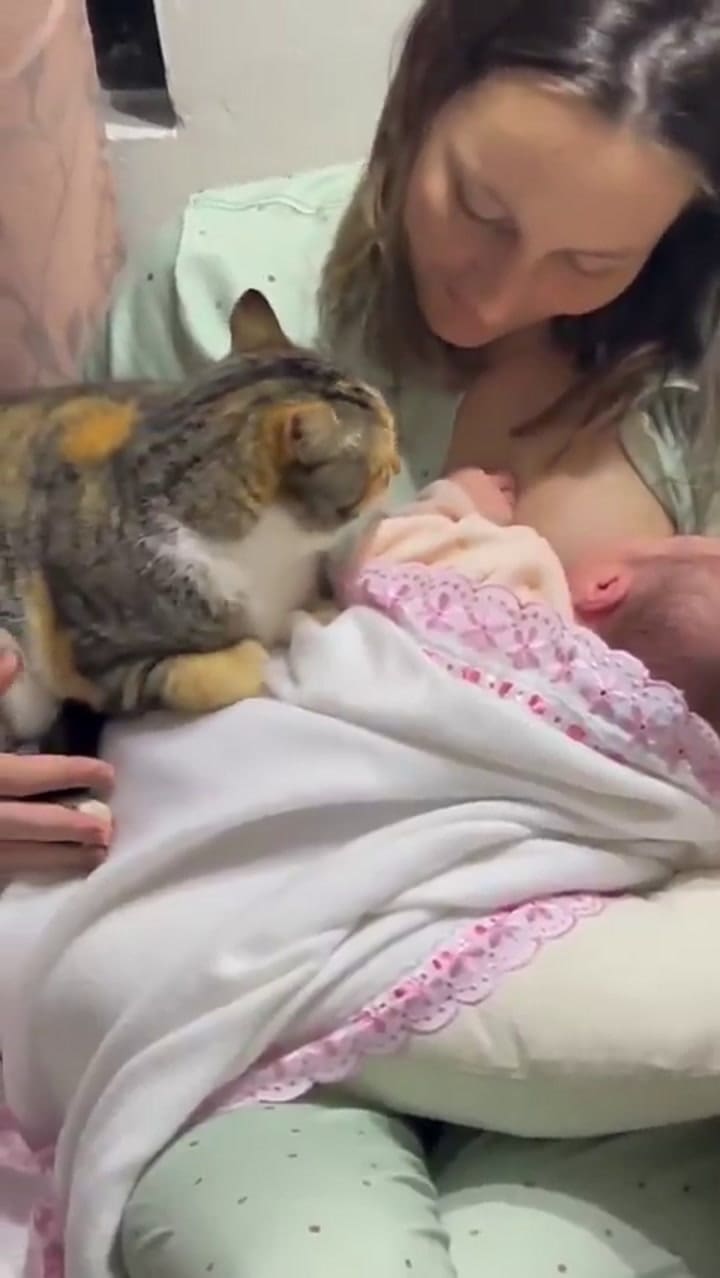 El video viral de cuando un gatito conoció al nuevo bebé de la familia