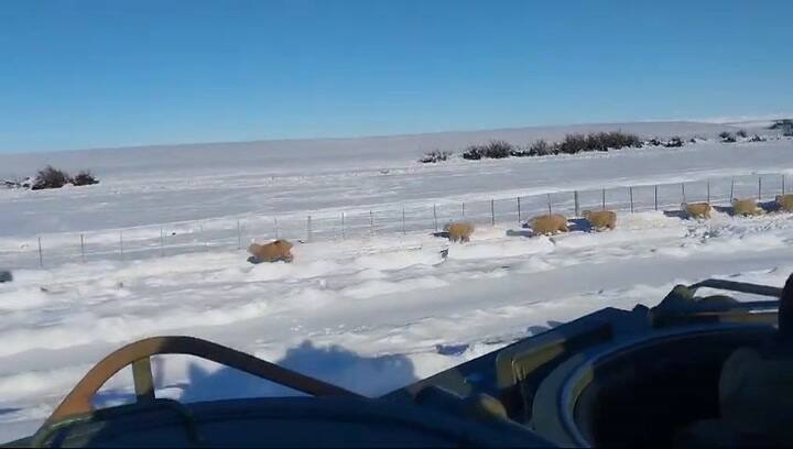 Los soldados alimentan al ganado en Tapi Aike en medio de la helada