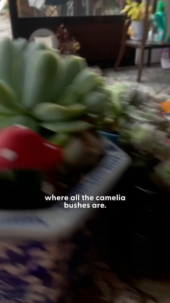 Una gata callejera le llevaba flores a una mujer todos los días hasta que la dejó entrar y la razón detrás de su visita la dejó sin palabras