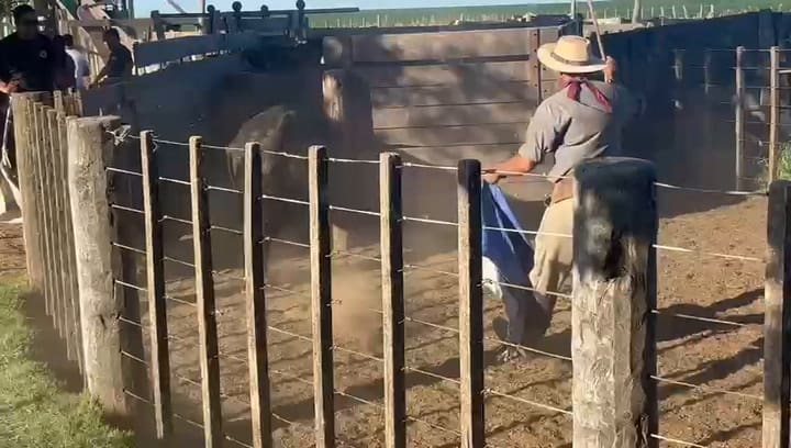 l traslado de más de 1000 animales secuestrados en el sur de Córdoba