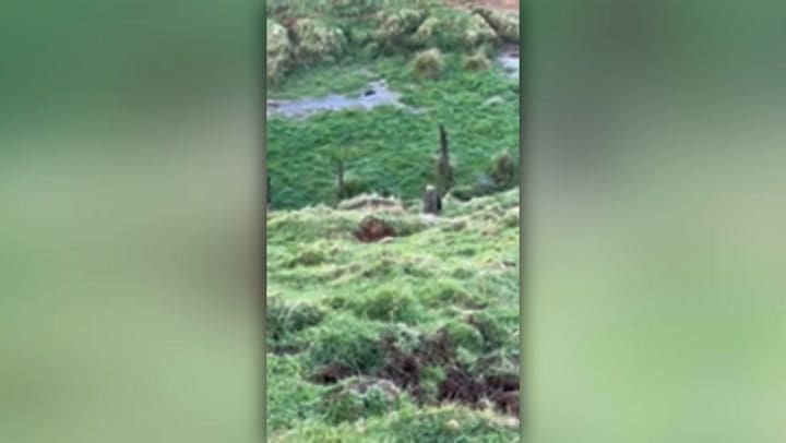 Las imágenes de Tom Phillips junto a sus hijos