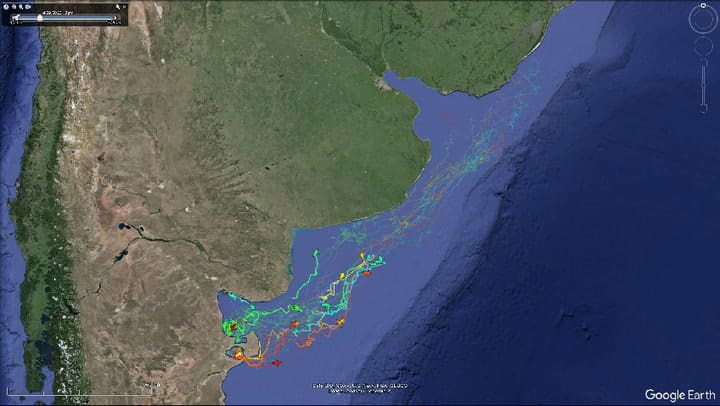 De Chubut a Brasil: los 7000 km que recorren los pingüinos y se puede seguir en vivo