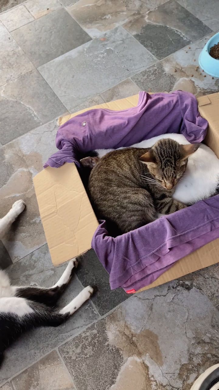 El tierno video de unos gatitos que se despiden de su hermano