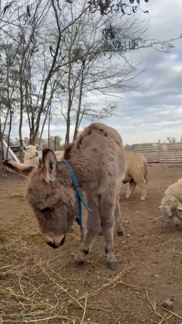 Abrojo en el santuario La Pochi Vegana