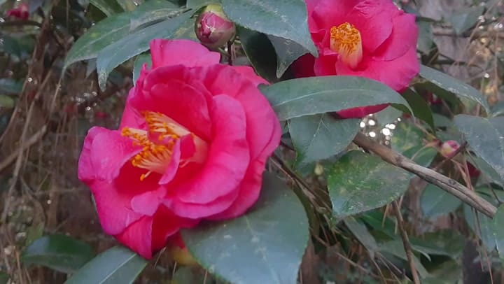 Isla de las Camelias