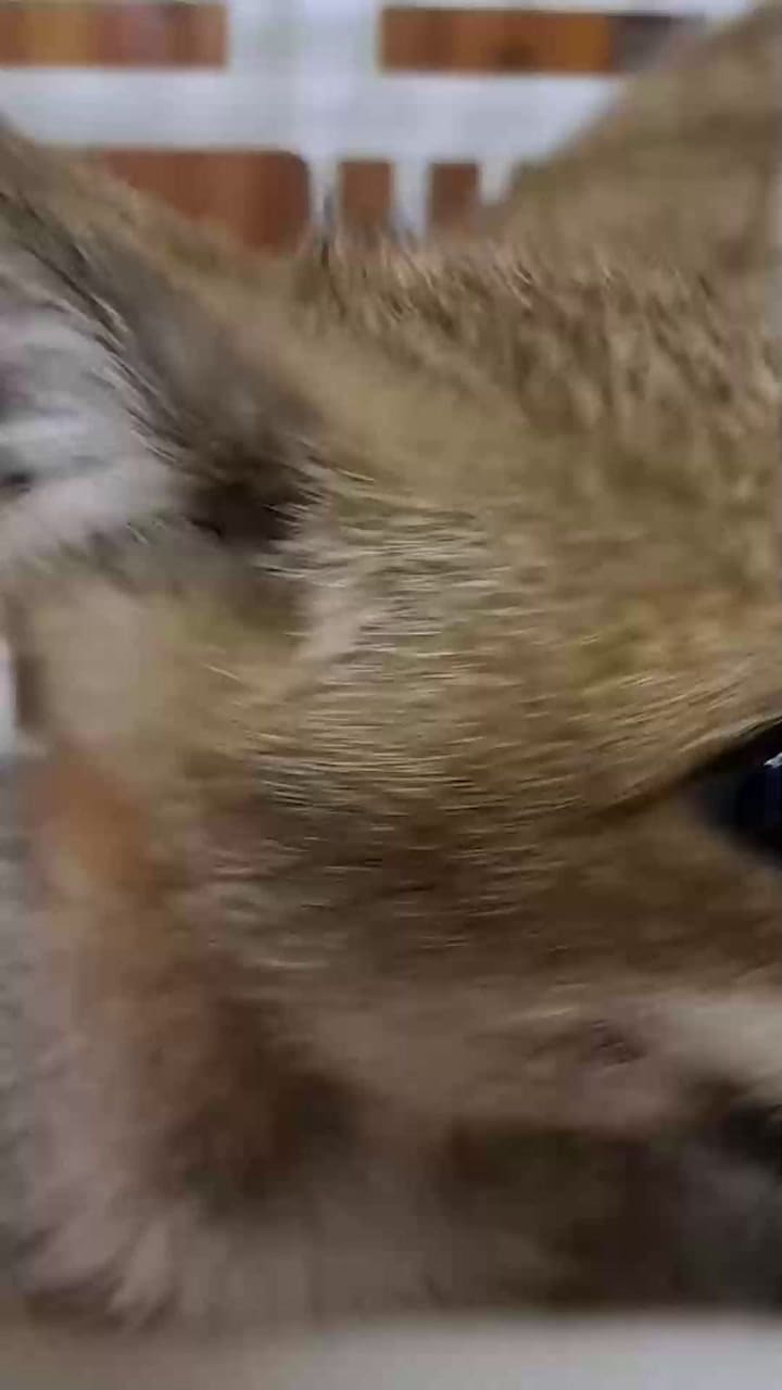 El animal fue encontrado en una estación de servicio