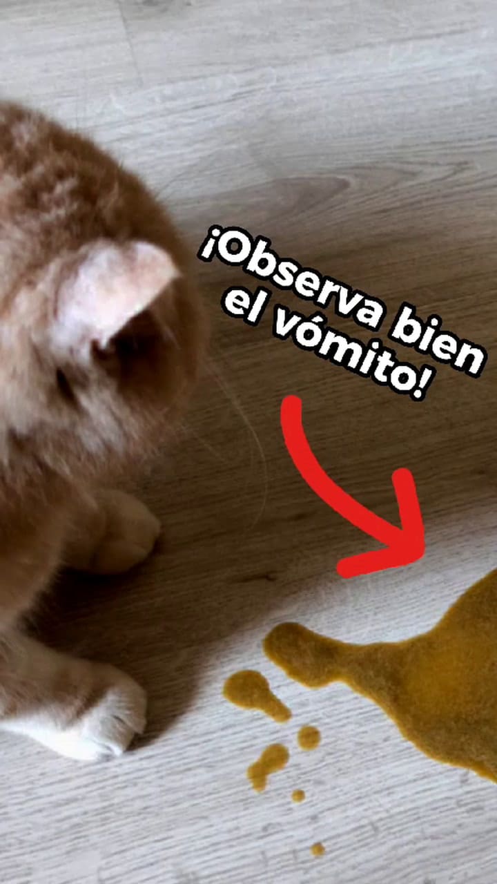 Puede Pasar Que Tu Gato Esté Vomitando De Manera Frecuente Y Es Importante Atenderlo, Checa Esta Información De Utilidad En Este Caso