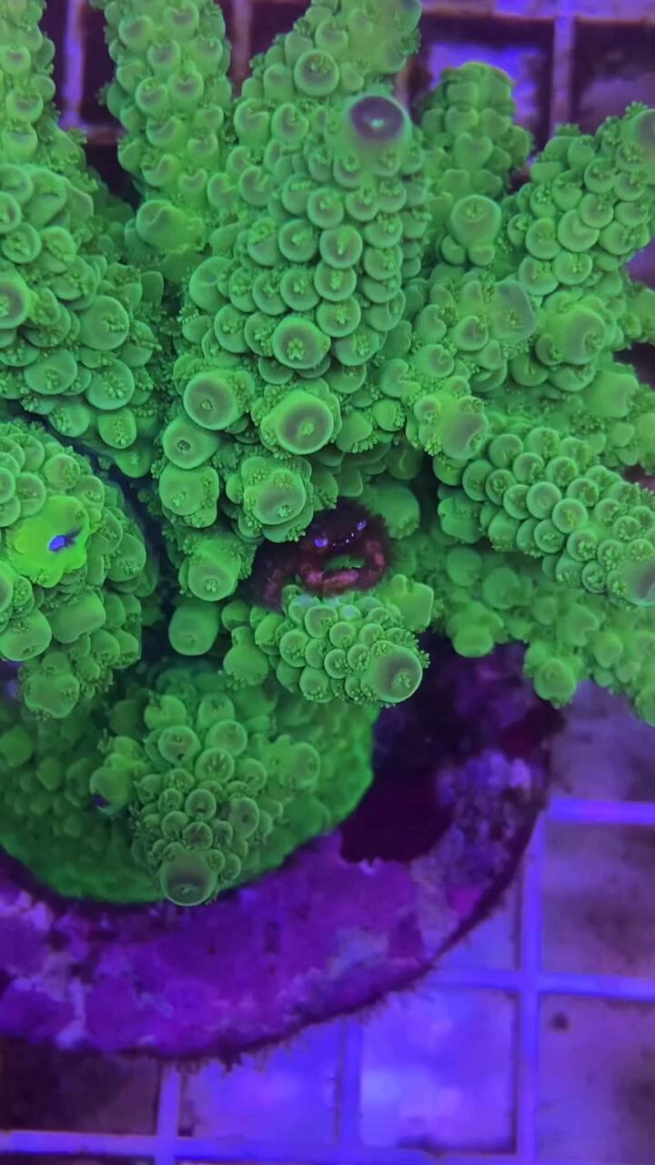 Camila trabaja en un acuario familiar en Mataderos