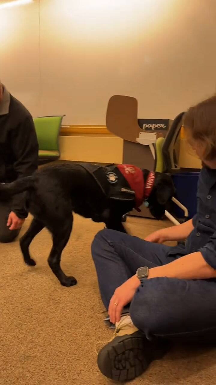 Un perro de la Universidad de Harvard
