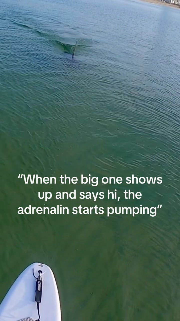 El animal que sorprendió en las playas de Aventura