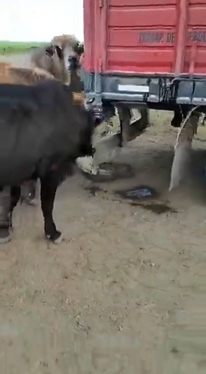 La desesperación del ganado por conseguir agua en el norte de Santa Fe. Fuente: Martin Steeman