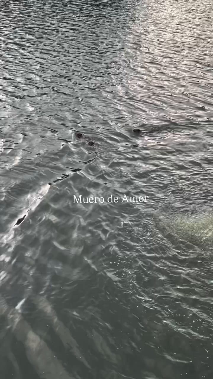 Wanda Nara mostró la visita de los carpinchos