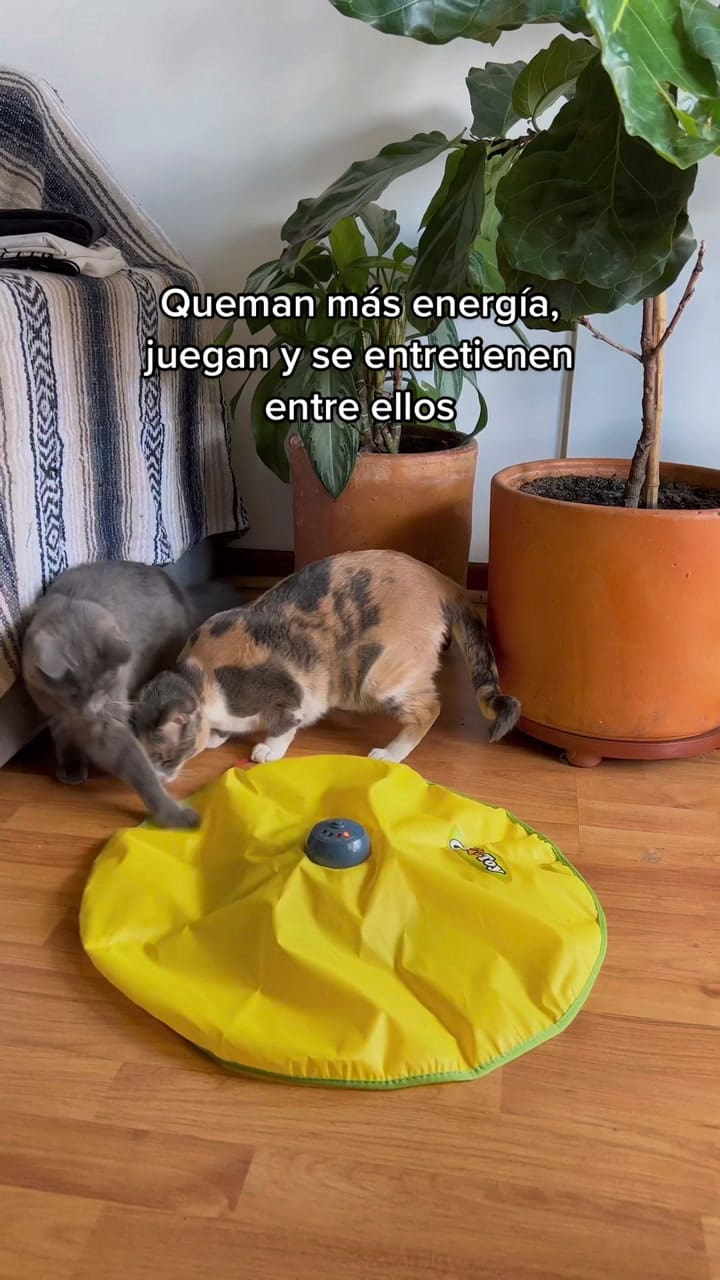 Los beneficios de tener dos gatos en casa