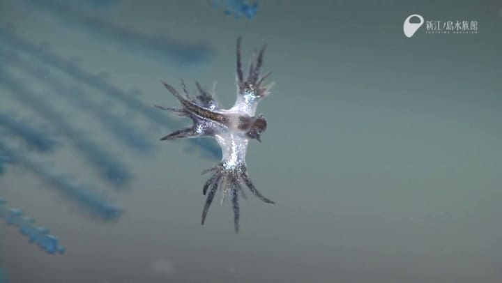 Así se ven los dragones azules en movimiento - Fuente: YouTube