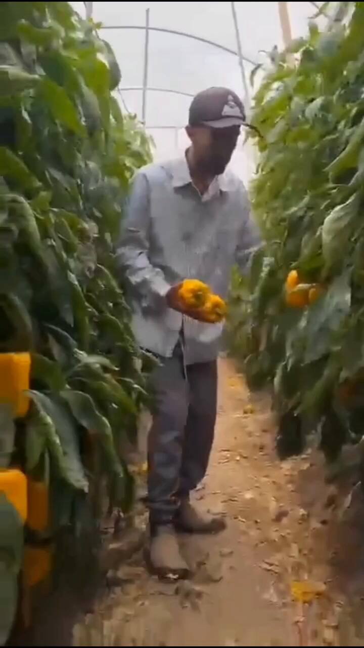 Un productor de pimentones cuenta la situación