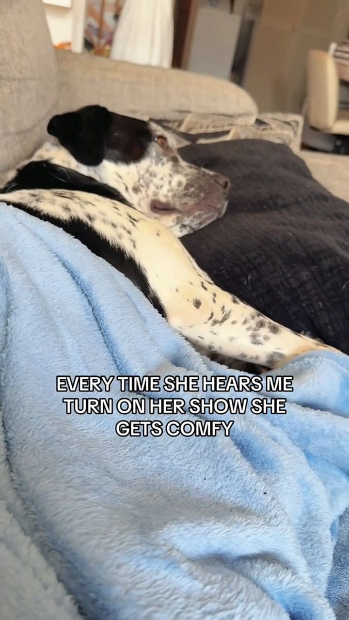 La reacción del perro que se volvió viral