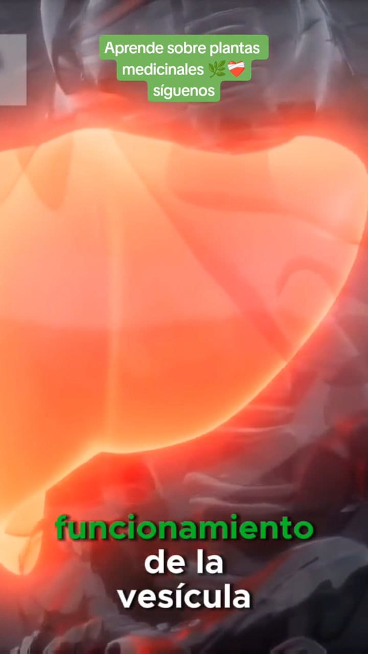 Cuáles son los beneficios de tomar té de Boldo