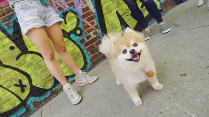 Las dog moms tienen su rap - Fuente: YouTube